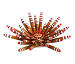 詳細(xì)參數(shù)點(diǎn)擊查看