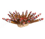 詳細(xì)參數(shù)點(diǎn)擊查看