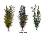 詳細參數(shù)點擊查看